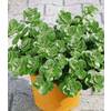 Baldur-Garten Coleus Canin ´´Verpiss-Dich®´´-Pflanze,3 Pflanzen Katzenschreck, Katzen-Stopp Baldur-Garten Coleus Canin ´´Verpiss-Dich®´´-Pflanze,3 Pflanzen Katzenschreck, Katzen-Stopp