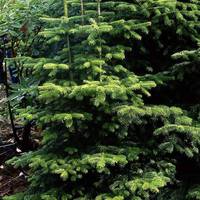 Nordmannsgran Planter og frø - Sammenlign priser hos PriceRunner